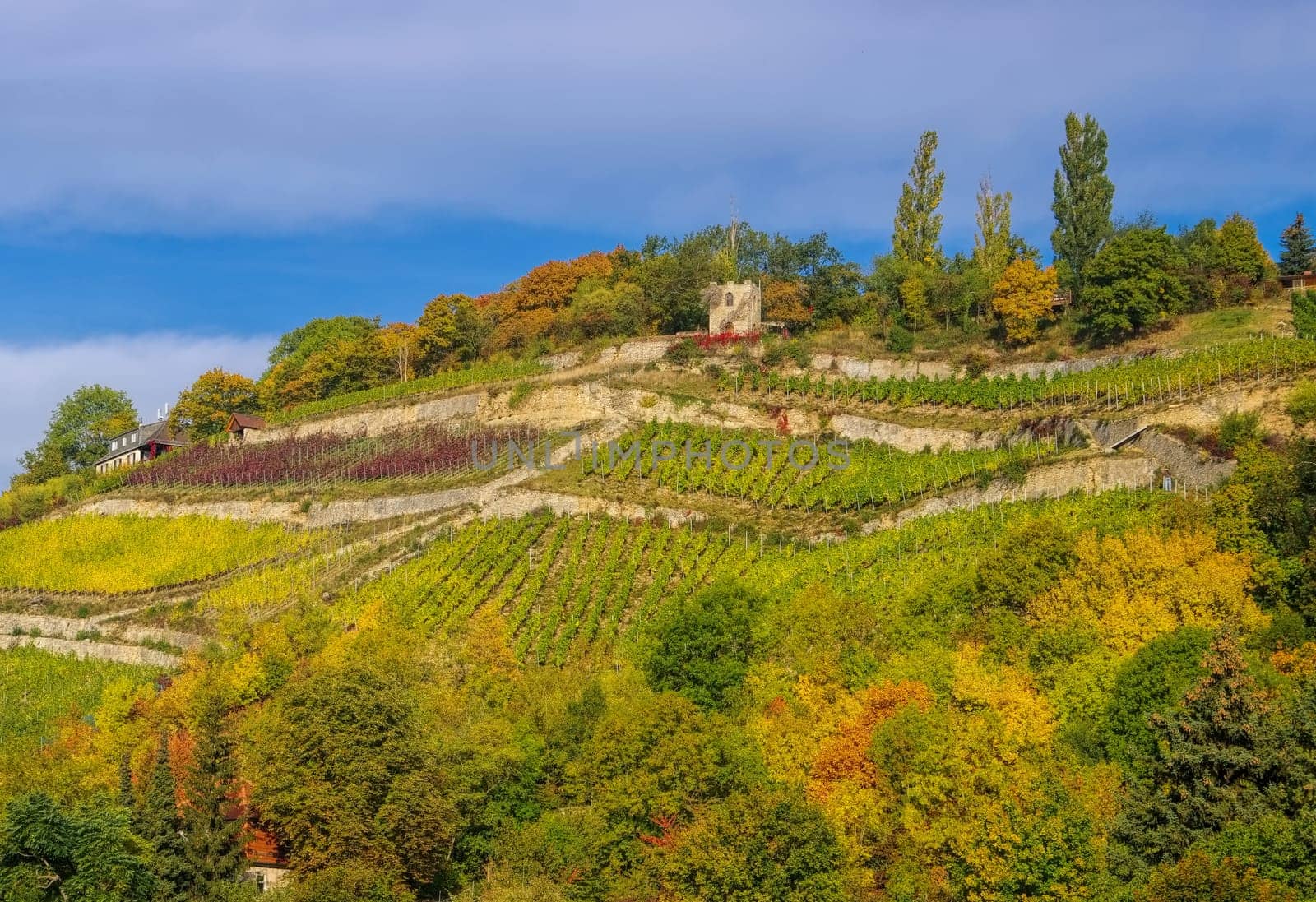 Saale Unstrut vineyards in autumn - Saale Unstrut vineyards in Germany in fall