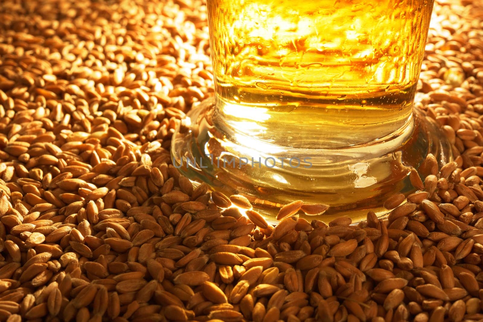 Close-up of a beer glass with wheat,cereals,barley,malt