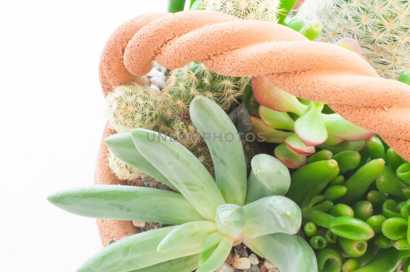 domestic beautiful exotic plants