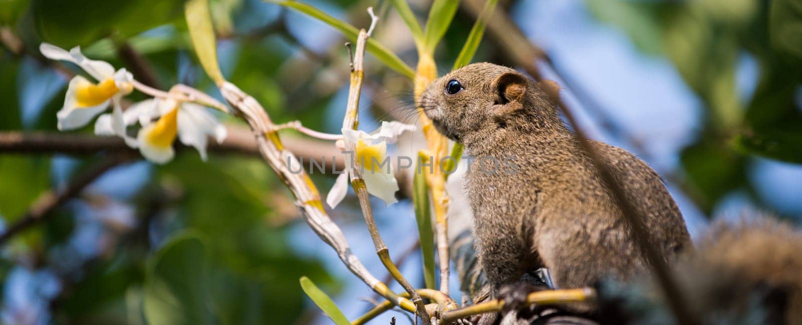 Pallas's squirrel or Red-bellied squirrel ( Callosciurus erythraeus )