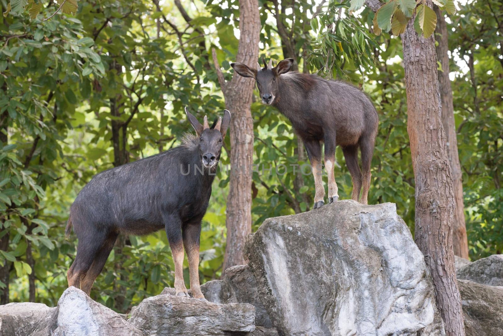 serow ( Capricornis sumatraensis ) standing on the cliff
