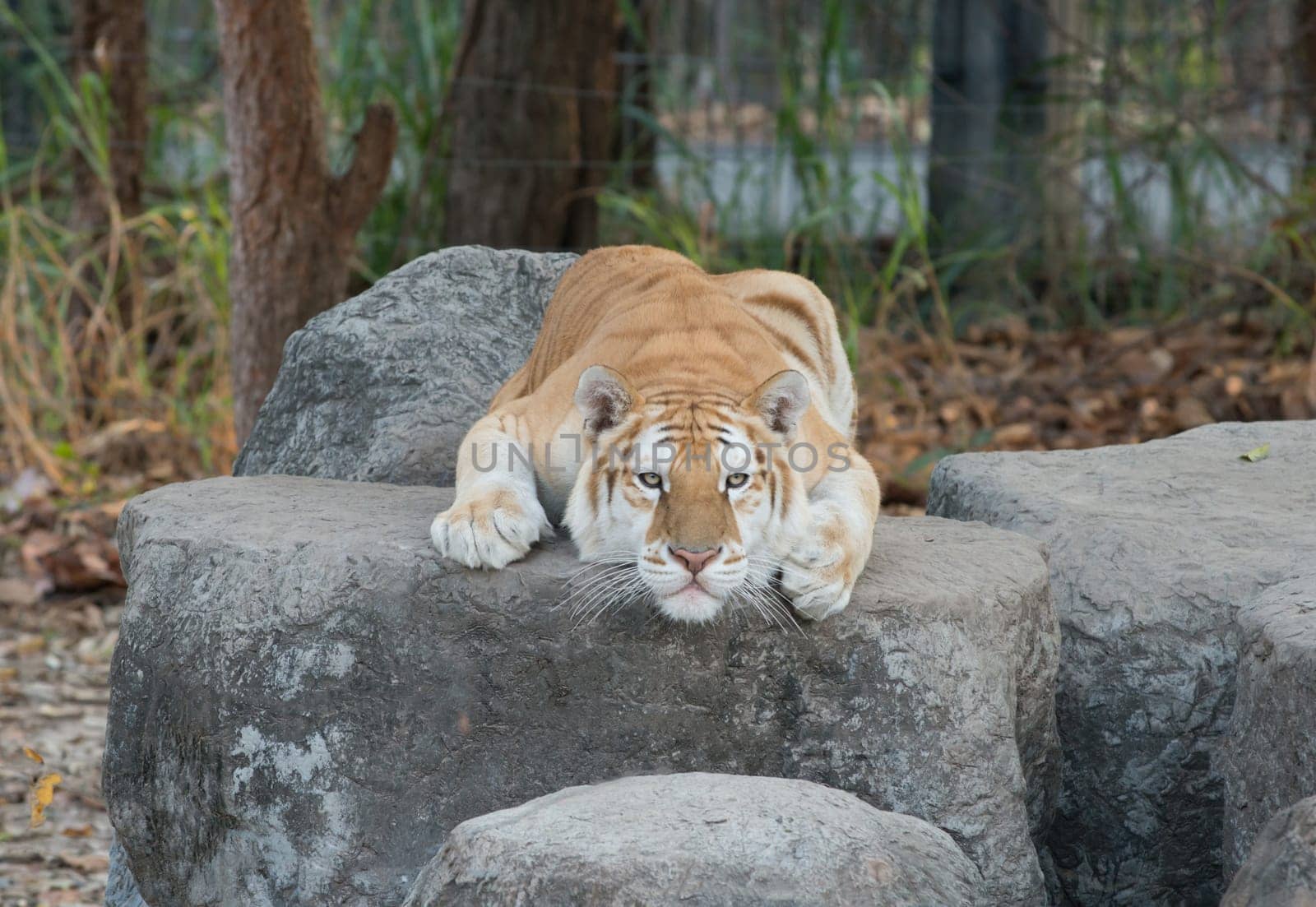 golden tabby tiger resting on the rock