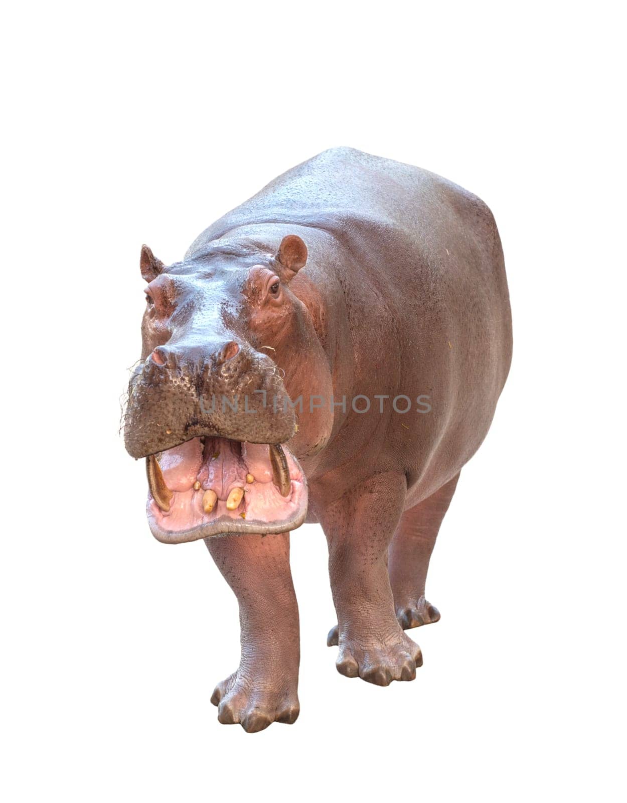 hippopotamus (Hippopotamus amphibius) isolated on white background