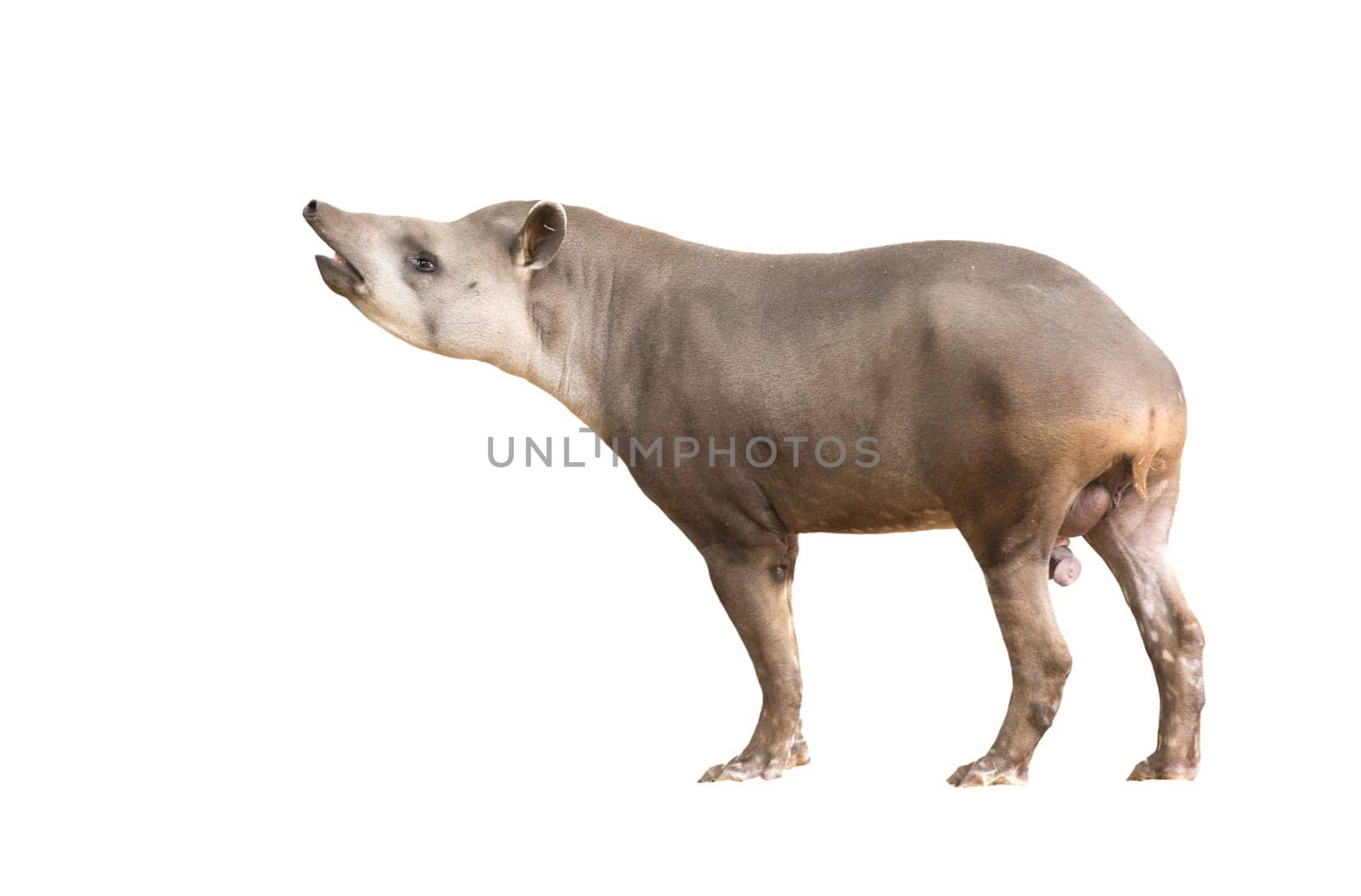South American Tapir or Brazilian Tapir isolated on white background
