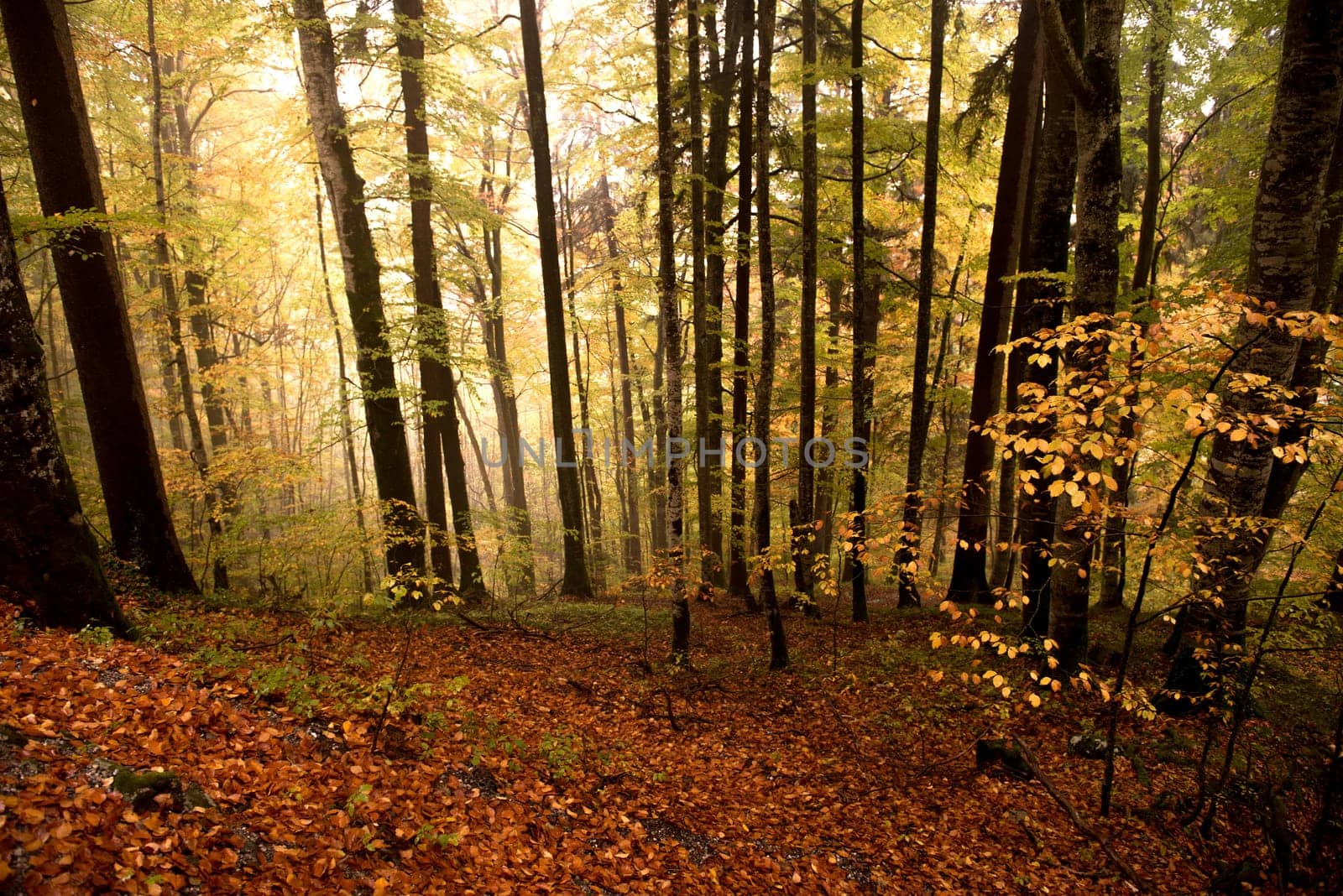 colorful autumn trees in the forest