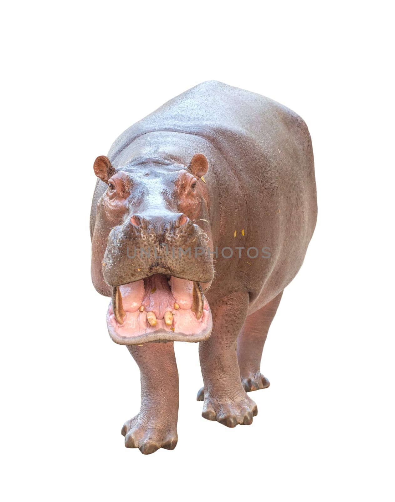 hippopotamus (Hippopotamus amphibius) isolated on white background