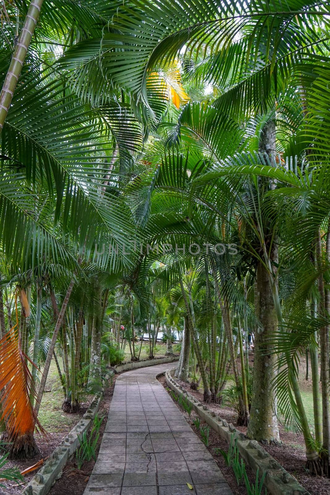 Palm trees on both sides of the garden path