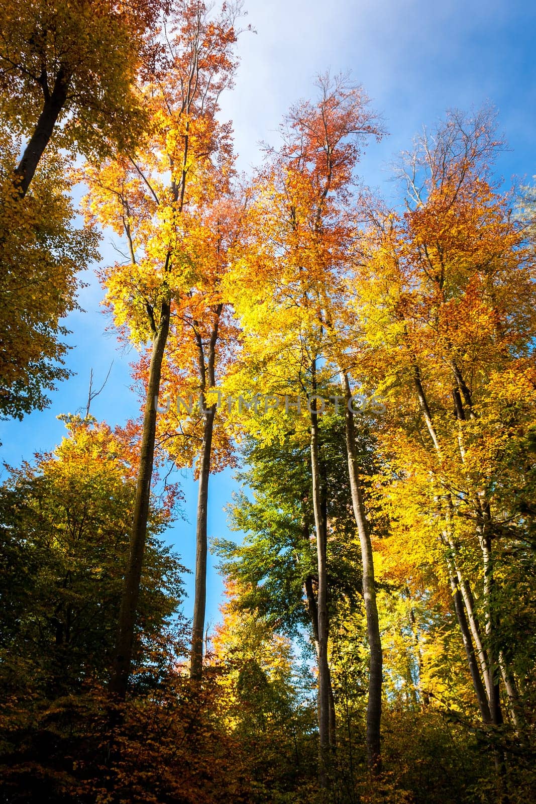 Brightly colored trees,blue sky,sunshine and fog in autumn