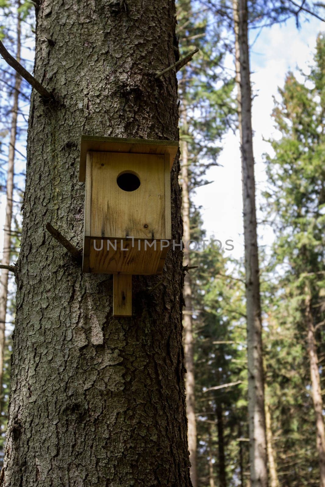 A nesting box on a tree in the forest - a beautiful home for the next offspring