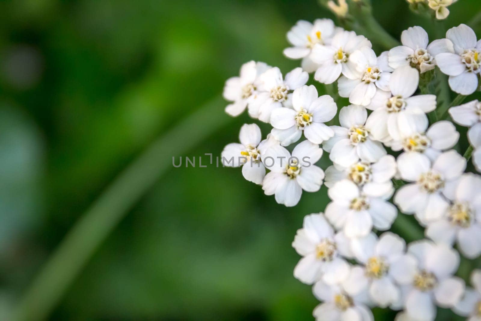 Many small flowers next to each other - next to it space for text