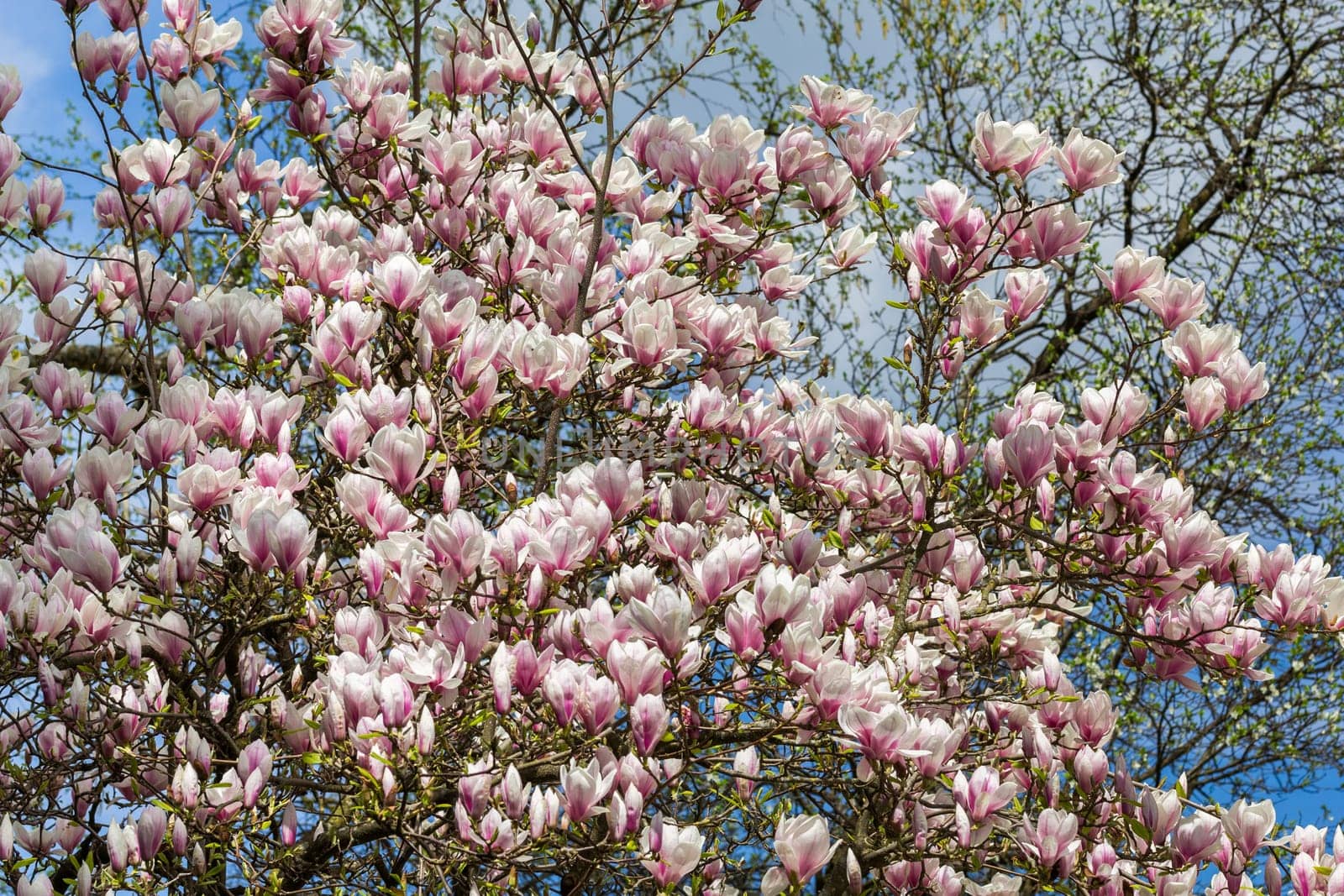 Magnolias - A tree full of exotic,beautiful flowers