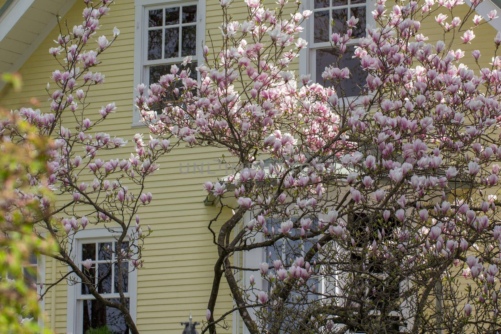 Magnolias - A tree full of exotic,beautiful flowers