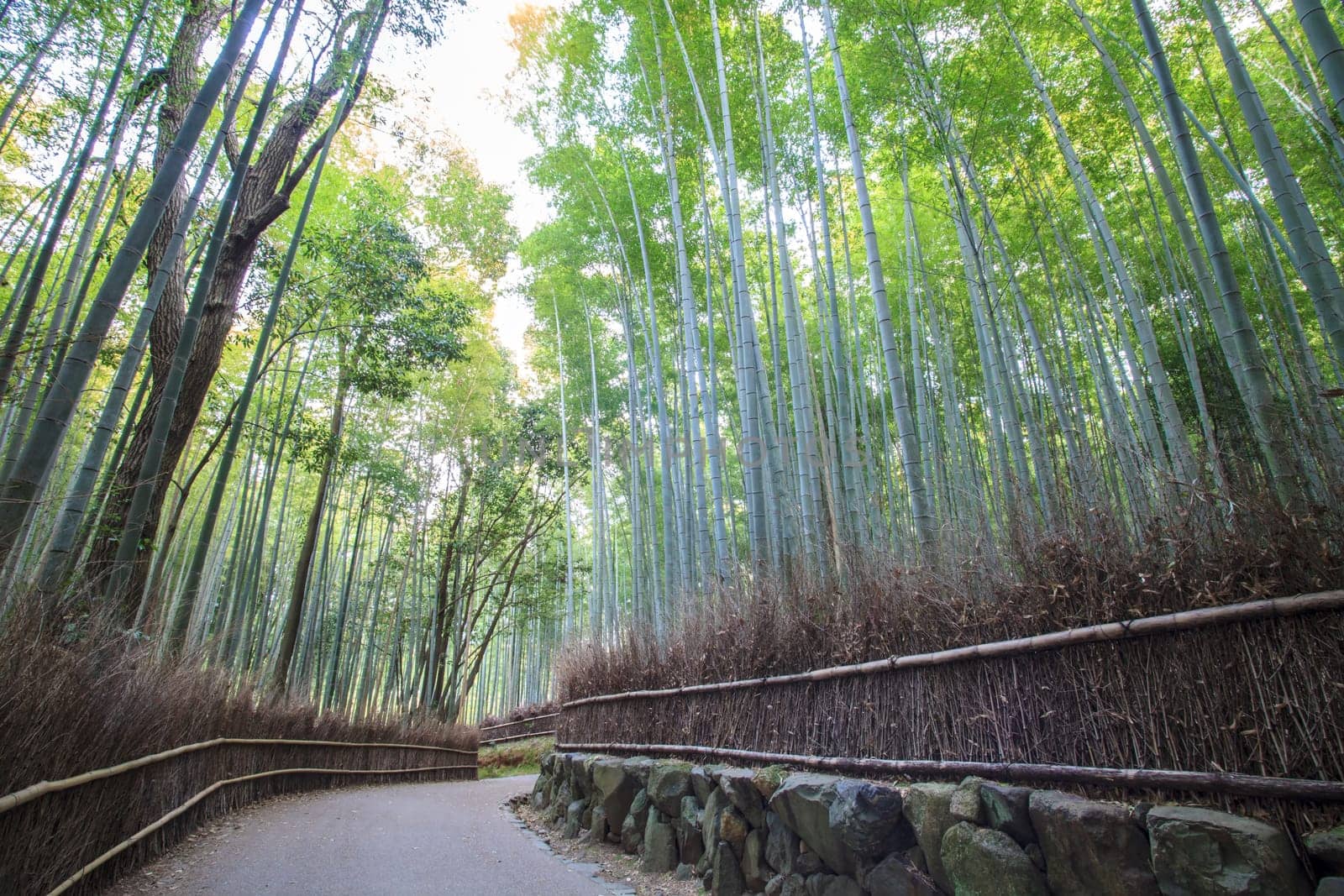 The Bamboo Grove panorama in Arashiyama, Kyoto, Japan
