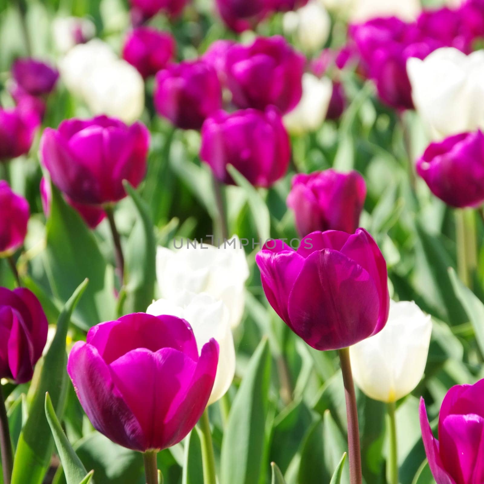Tulips purple and white - tulips purple and white 02