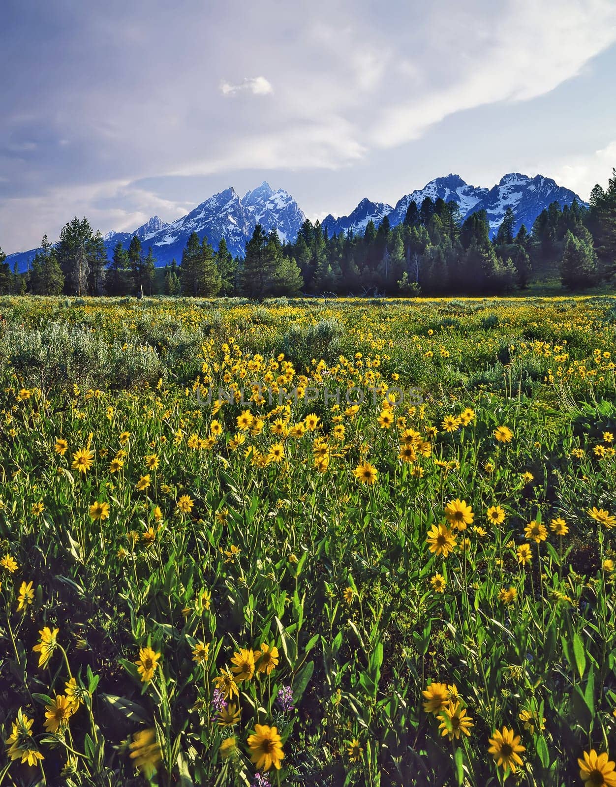 Grand Teton in Wyoming