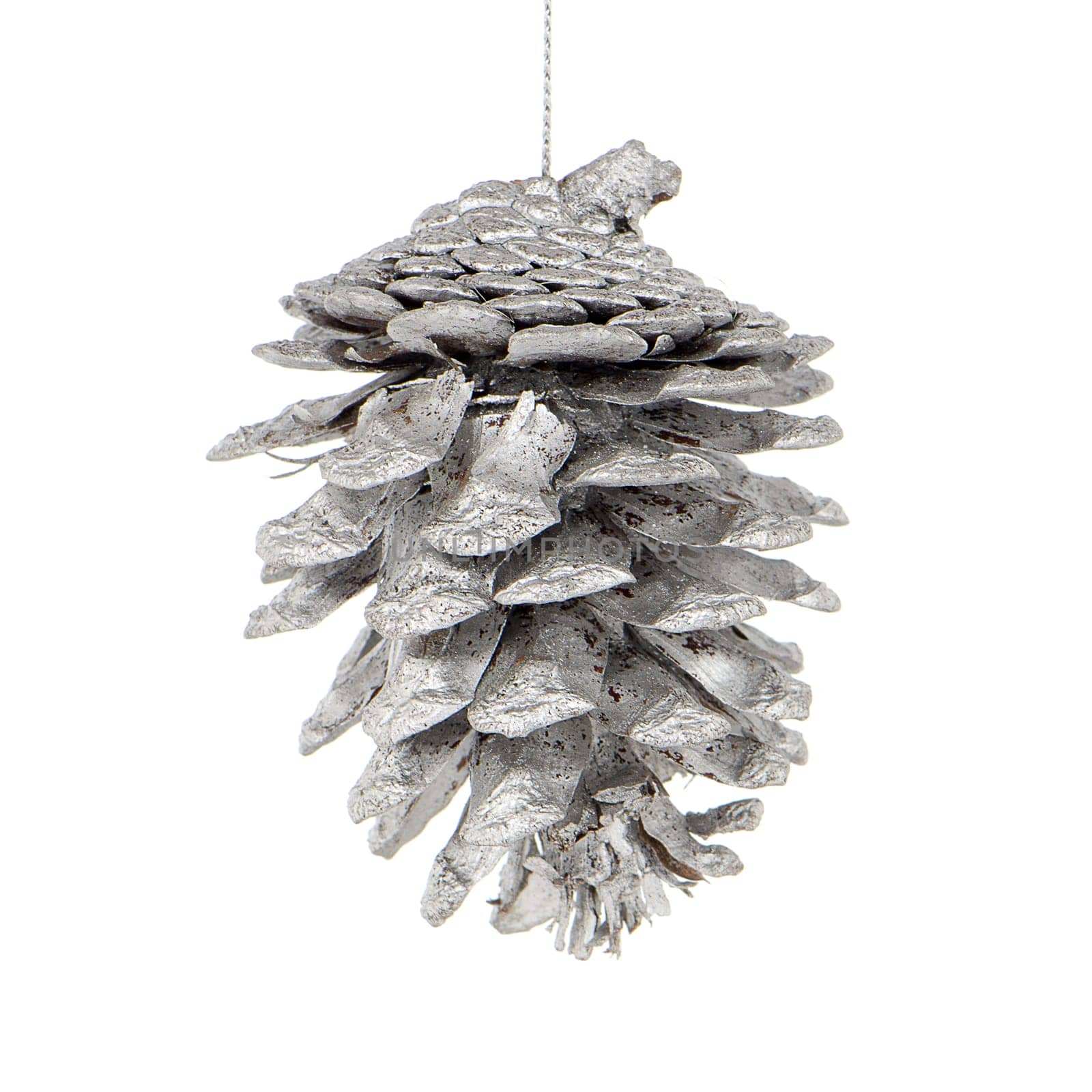 Pine cone painted with white colored paint, isolated on white background