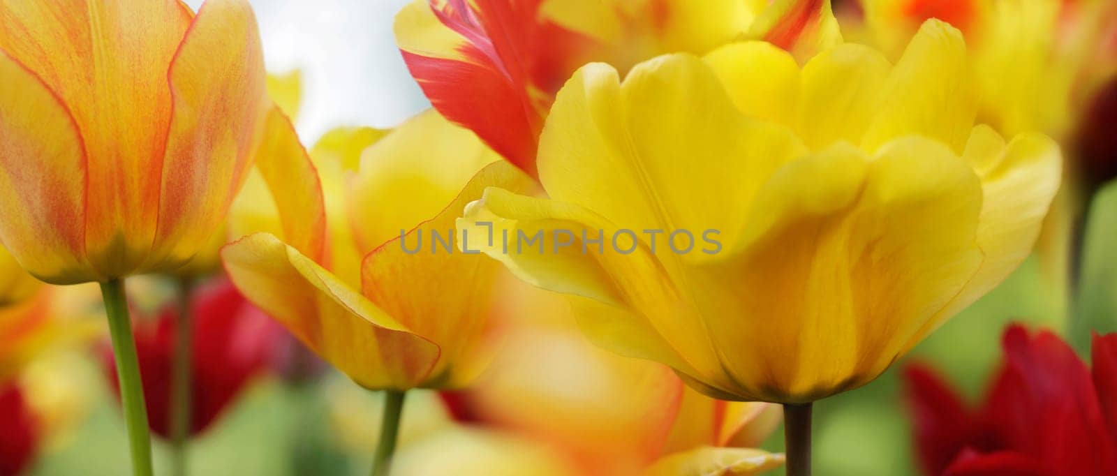 tulips in red and yellow colors and pattern,highres