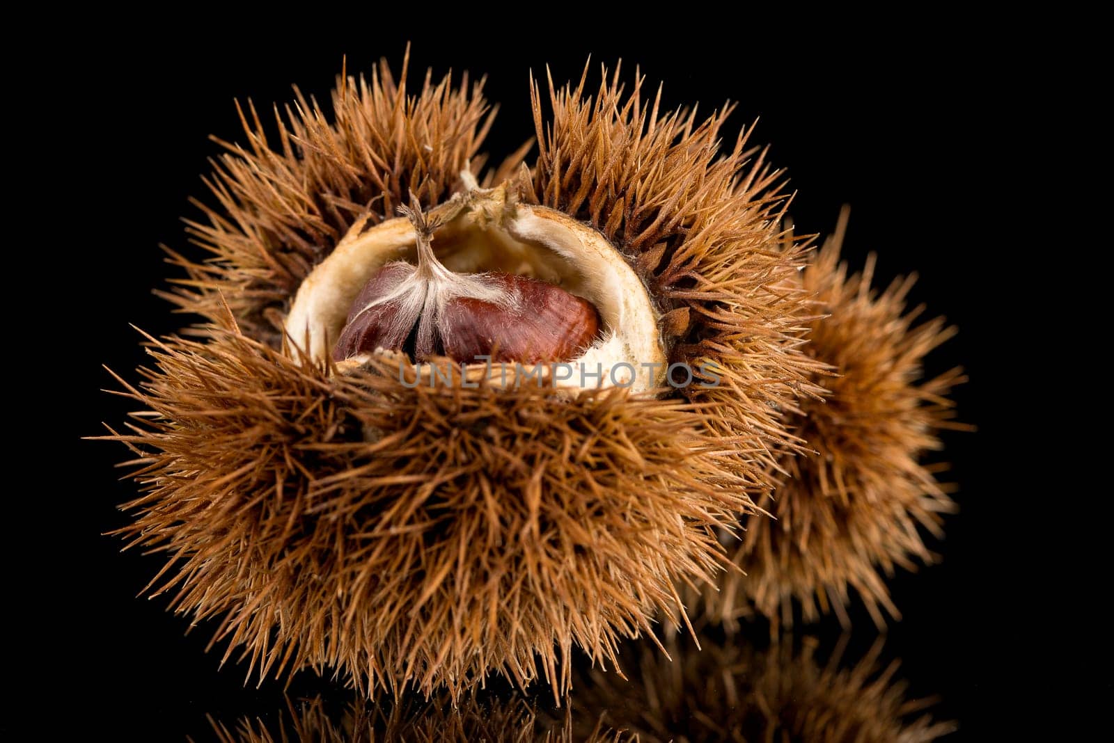 Closeup of chestnuts on a black reflective background.