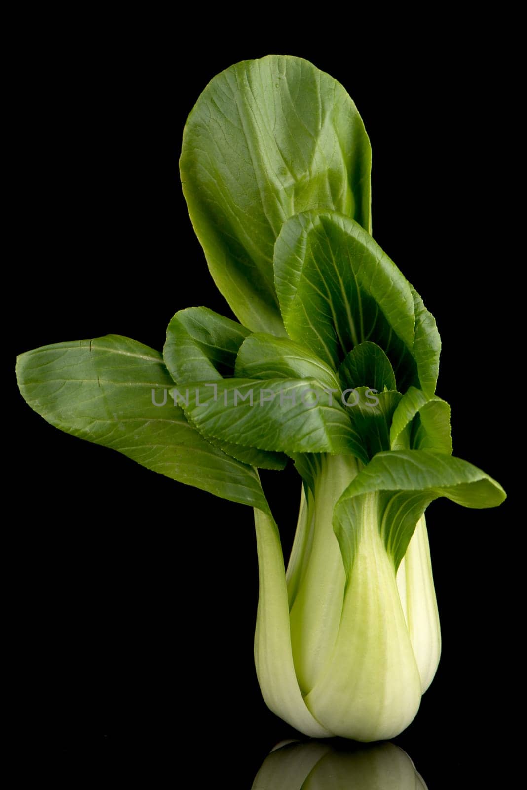 Pak choi on black background.
