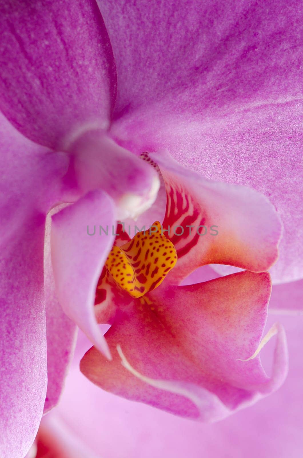 Closeup detaild of beautiful pink orchid.
