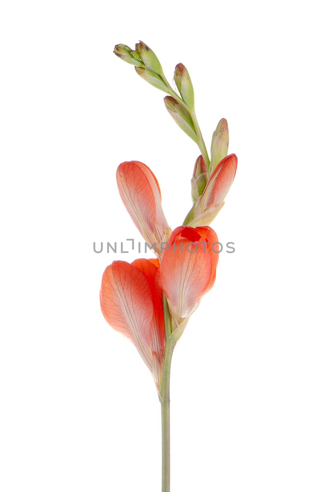 Beautiful orange lilies isolated on white background.
