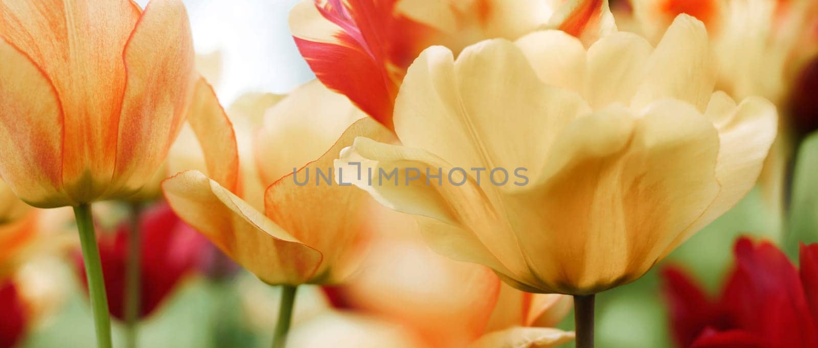 tulips in red and light yellow-beecolours and pattern,highres,highkey