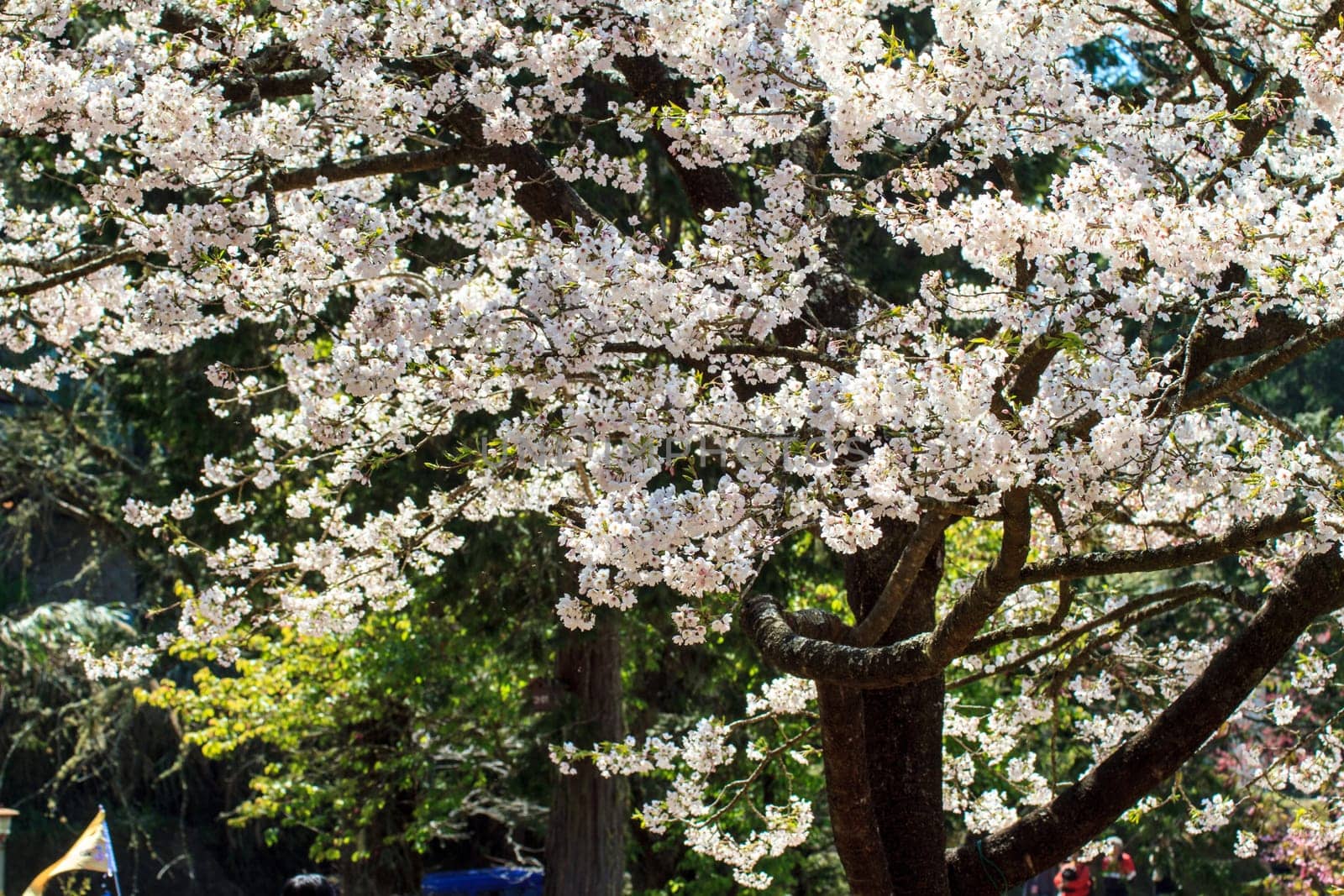 The Alishan cherry blossom season with nice color, Taiwan