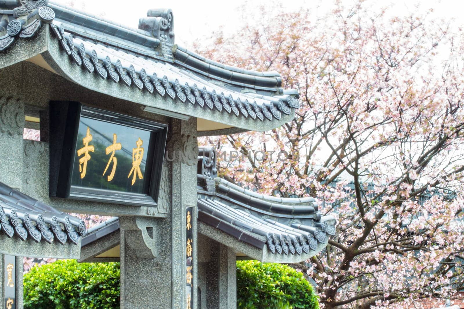 The Temple Oriental cherry blossom season in Taipei, Taiwan
