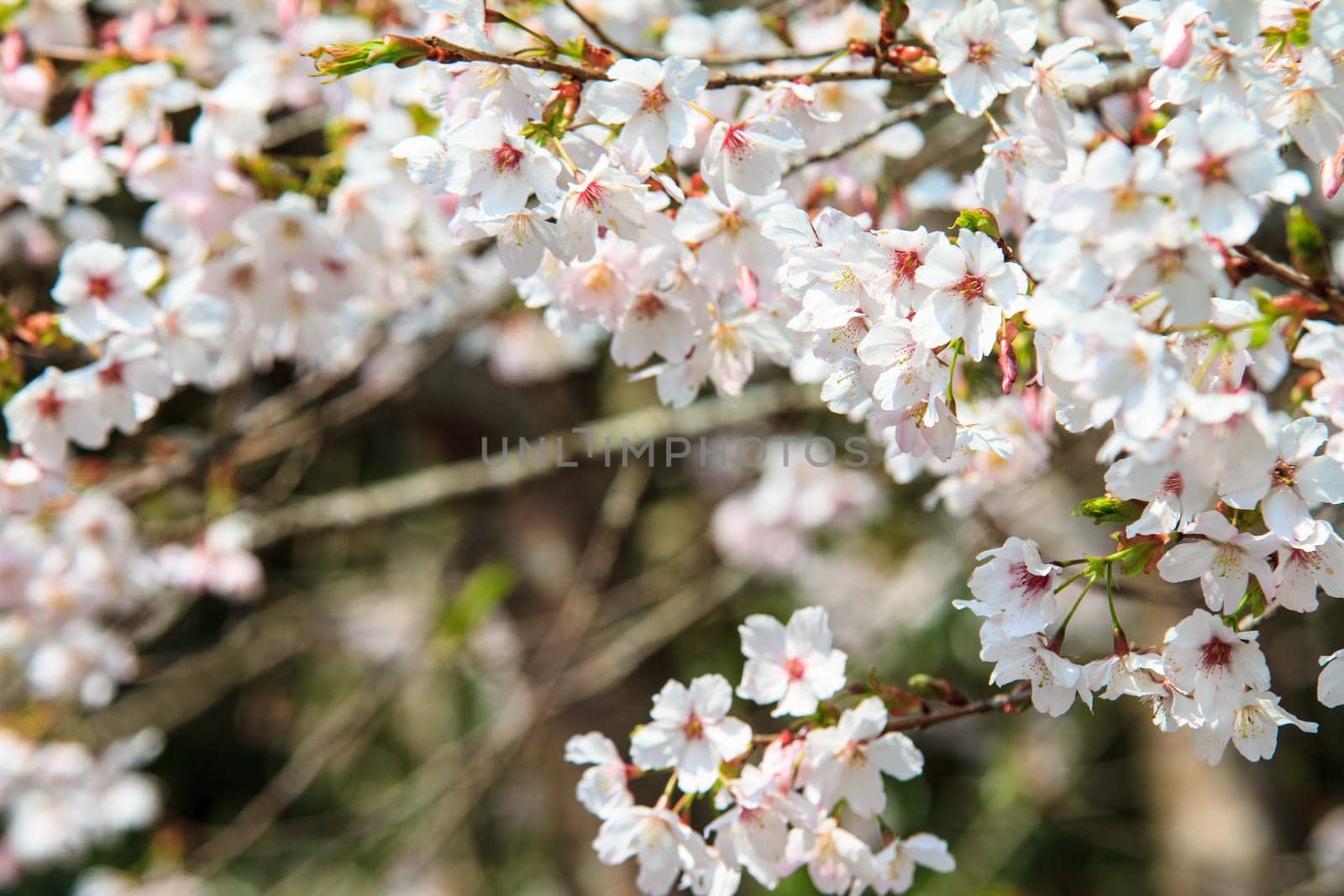 The Alishan cherry blossom season with nice color, Taiwan