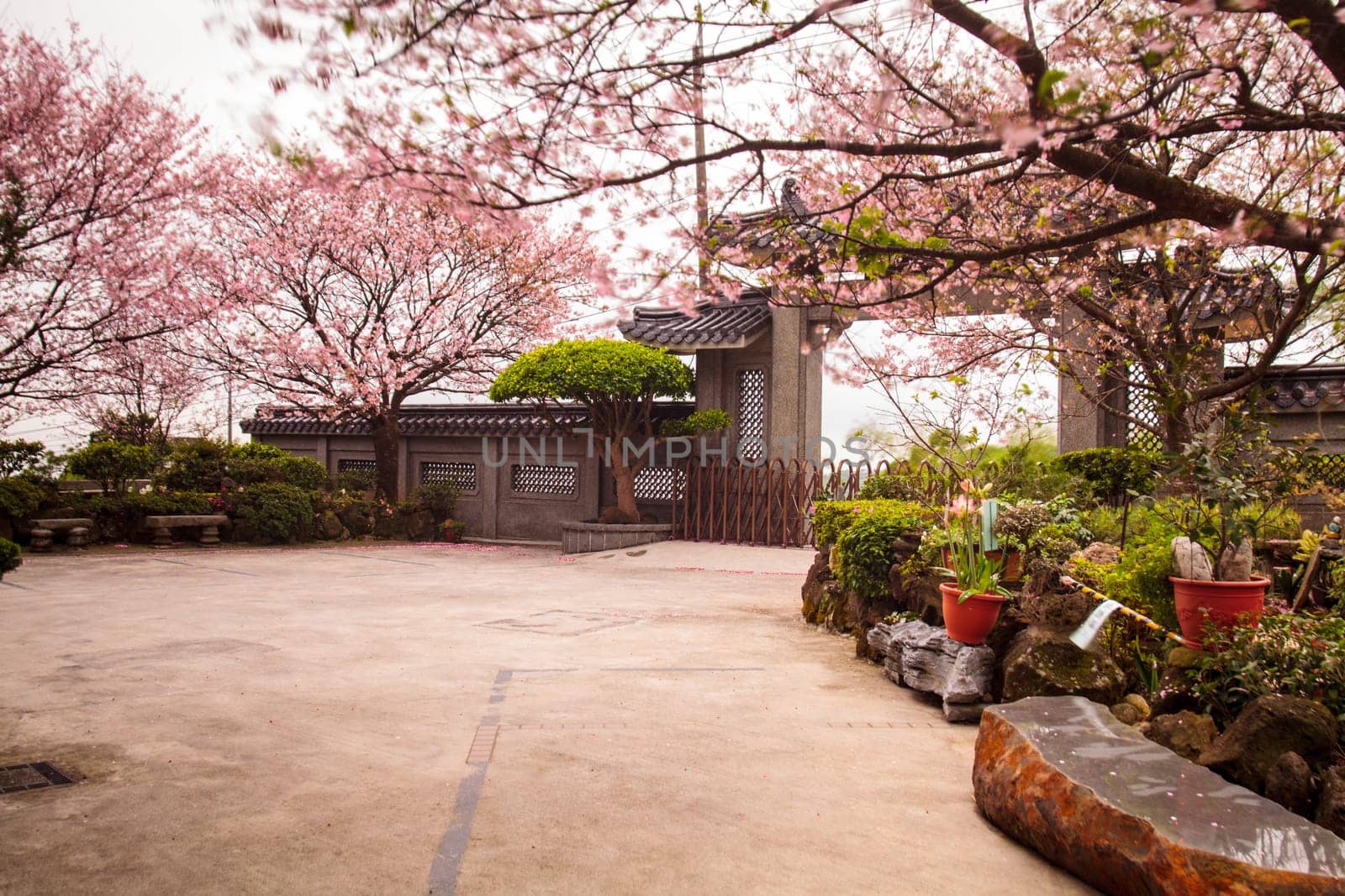 The Temple Oriental cherry blossom season in Taipei, Taiwan