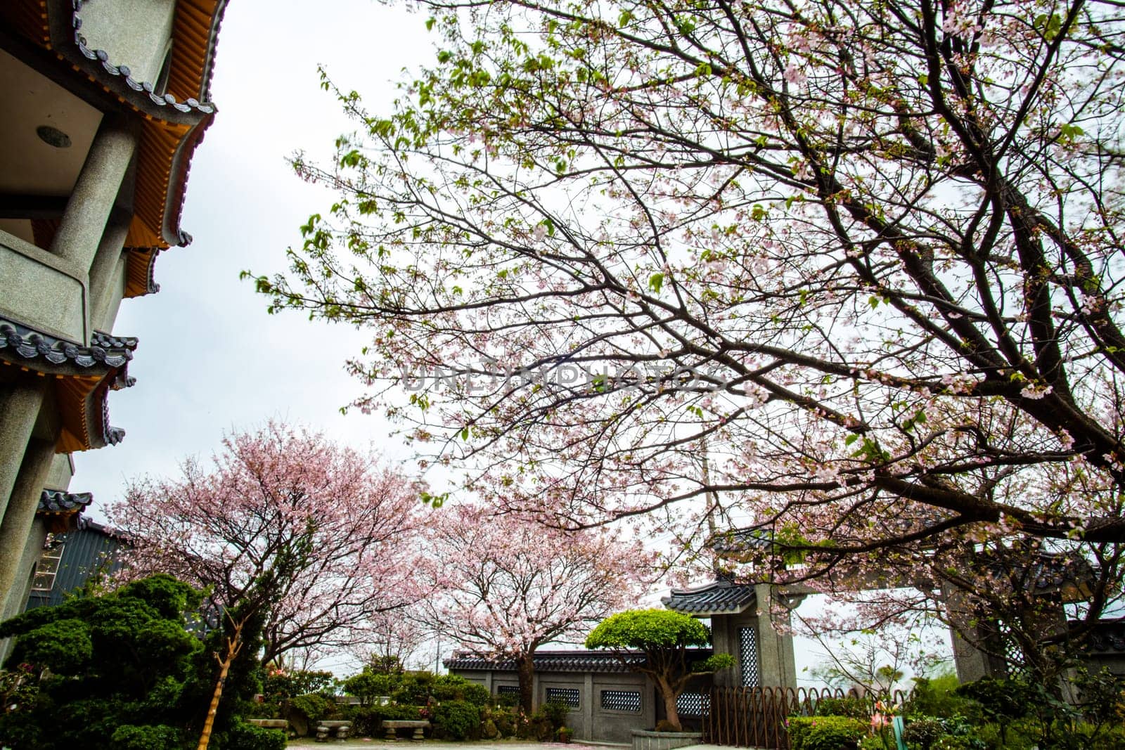 The Temple Oriental cherry blossom season in Taipei, Taiwan