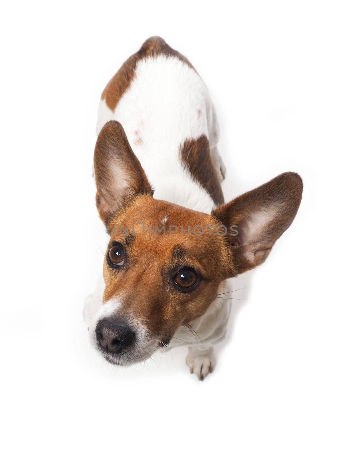 Jack Russell Terrier on a white studio background