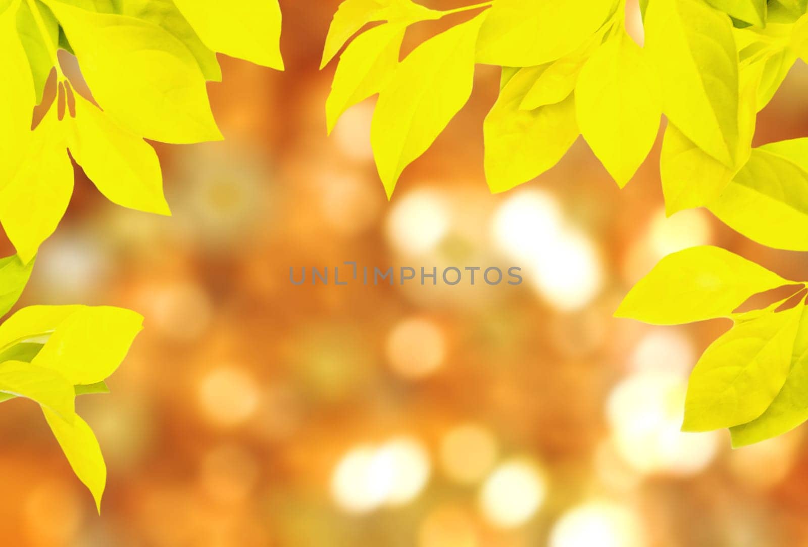 Frame of leaf yellow color on blurred background
