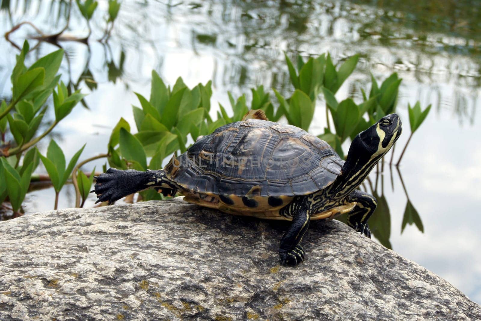 Turtles and more in the Burglehenpark,village Tyrol