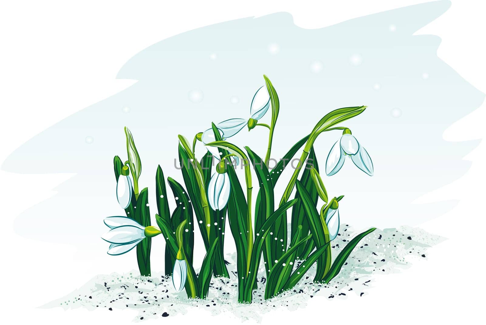Spring flowers snowdrops. Vector illustration.