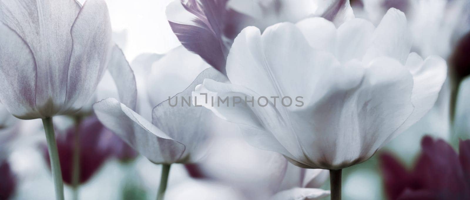 tulips grey old white concept mourns wistfulness