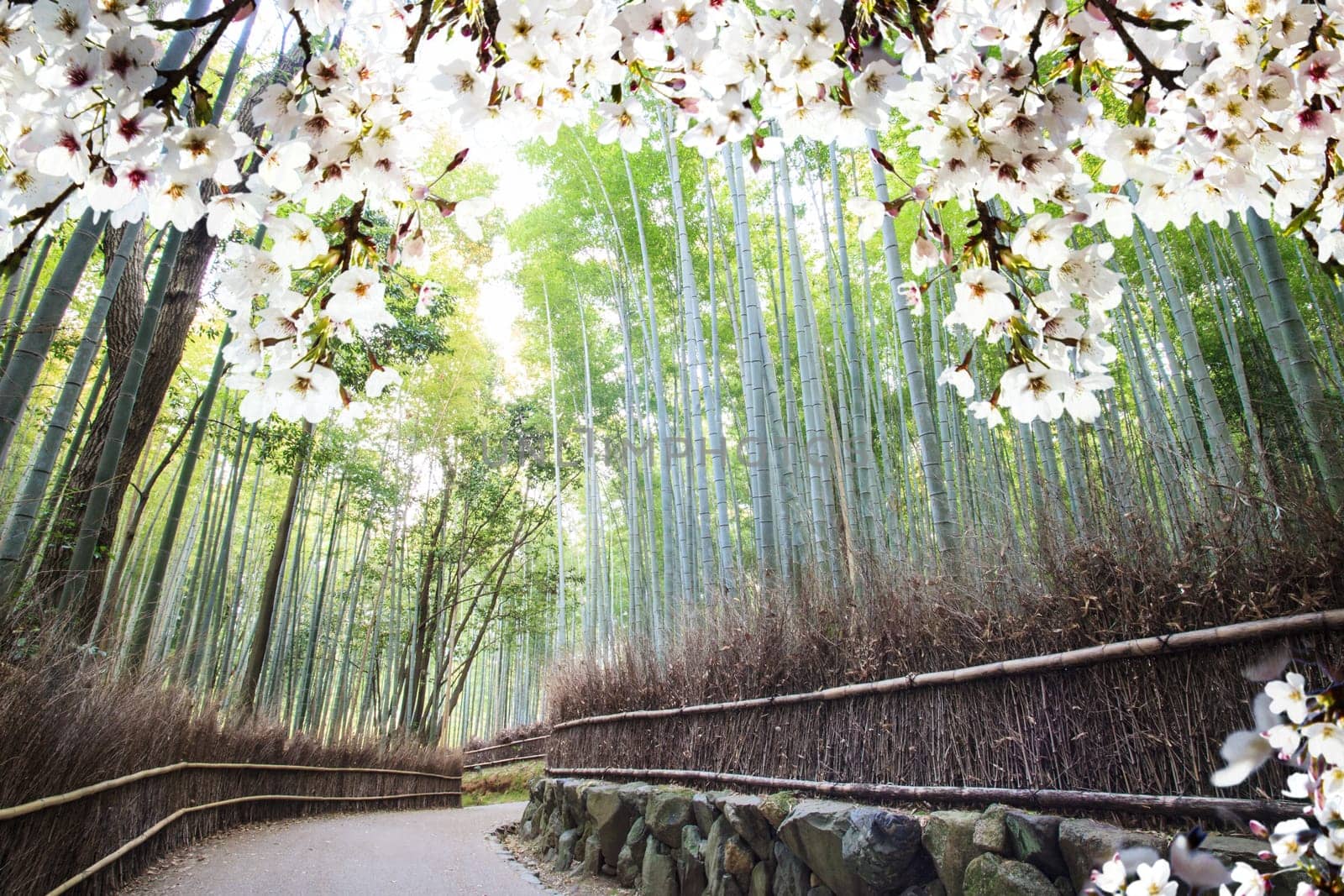The Image of beautiful sakura seasnon in Kyoto, Japan