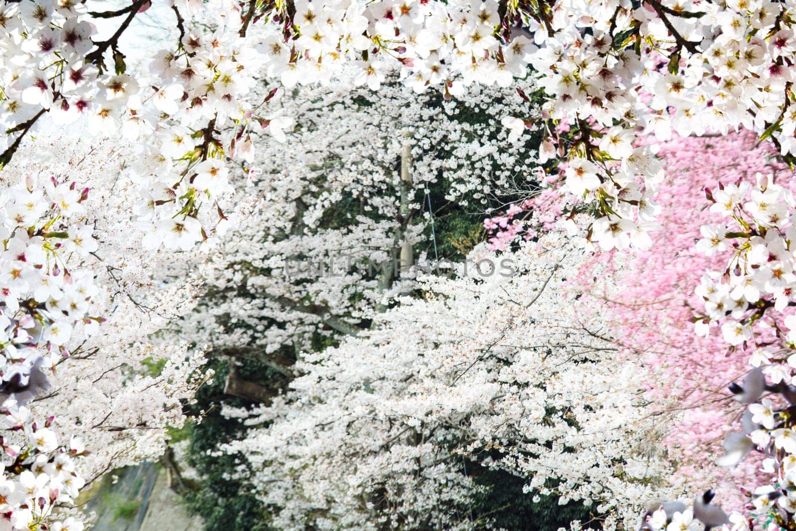 The Image of beautiful sakura seasnon in Kyoto, Japan