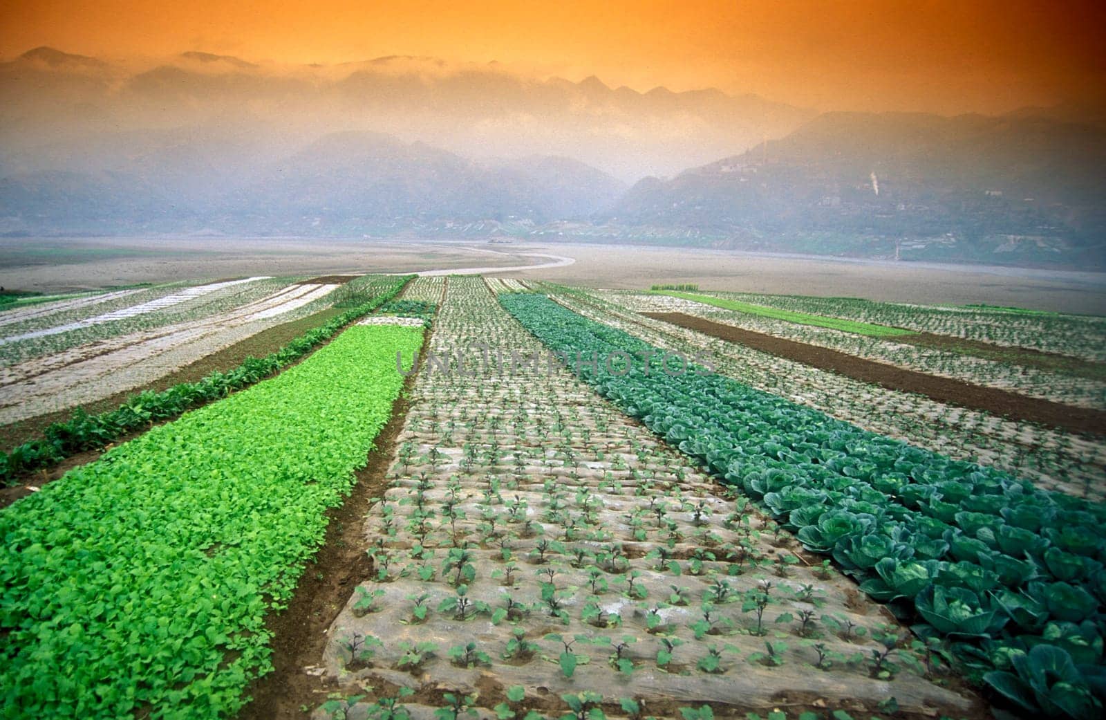 agroculture in the village of fengjie at the yangzee river in the three gorges valley up of the three gorges dam project in the province of hubei in china.