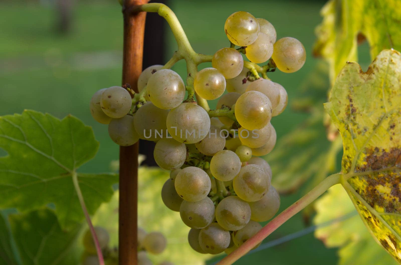 Grapes on the vine