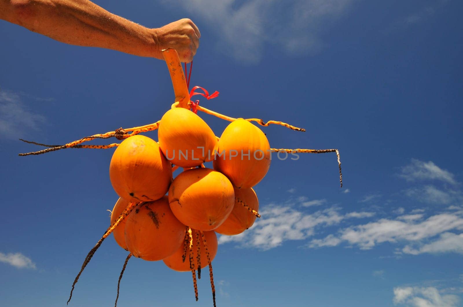 Yellow coconuts