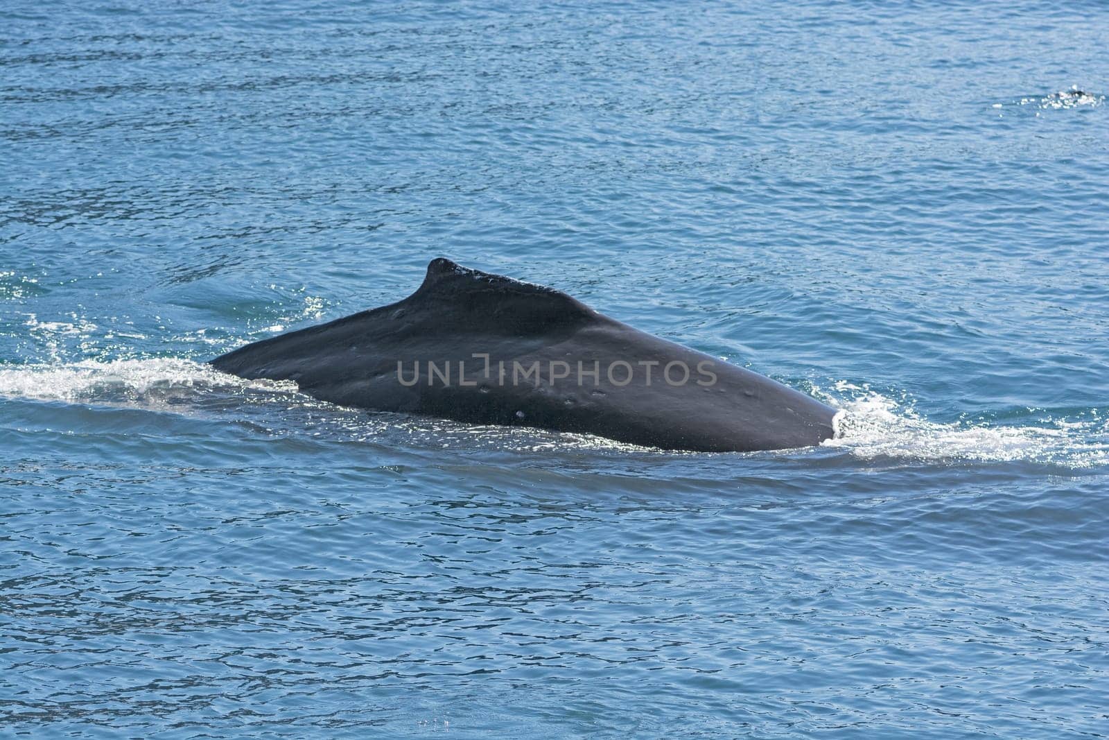 Humpaback Whale Showing its Dorsal Fin in Kenai Fjords National Park