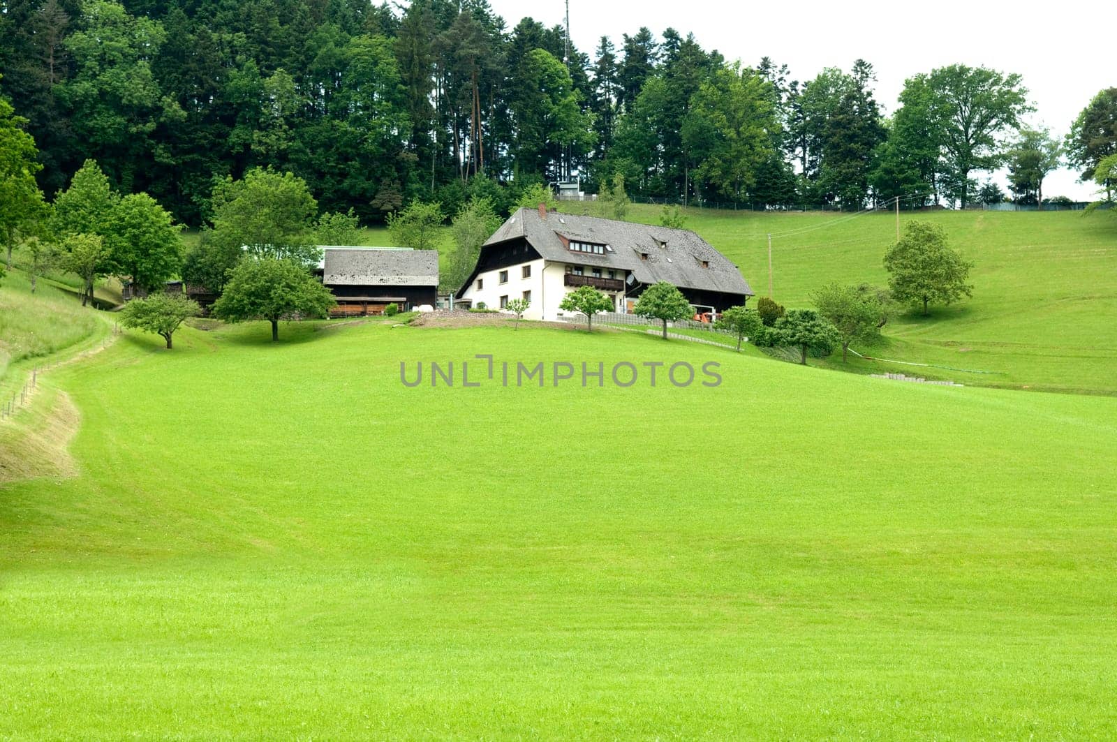 Alm,Meadows,Black Forest