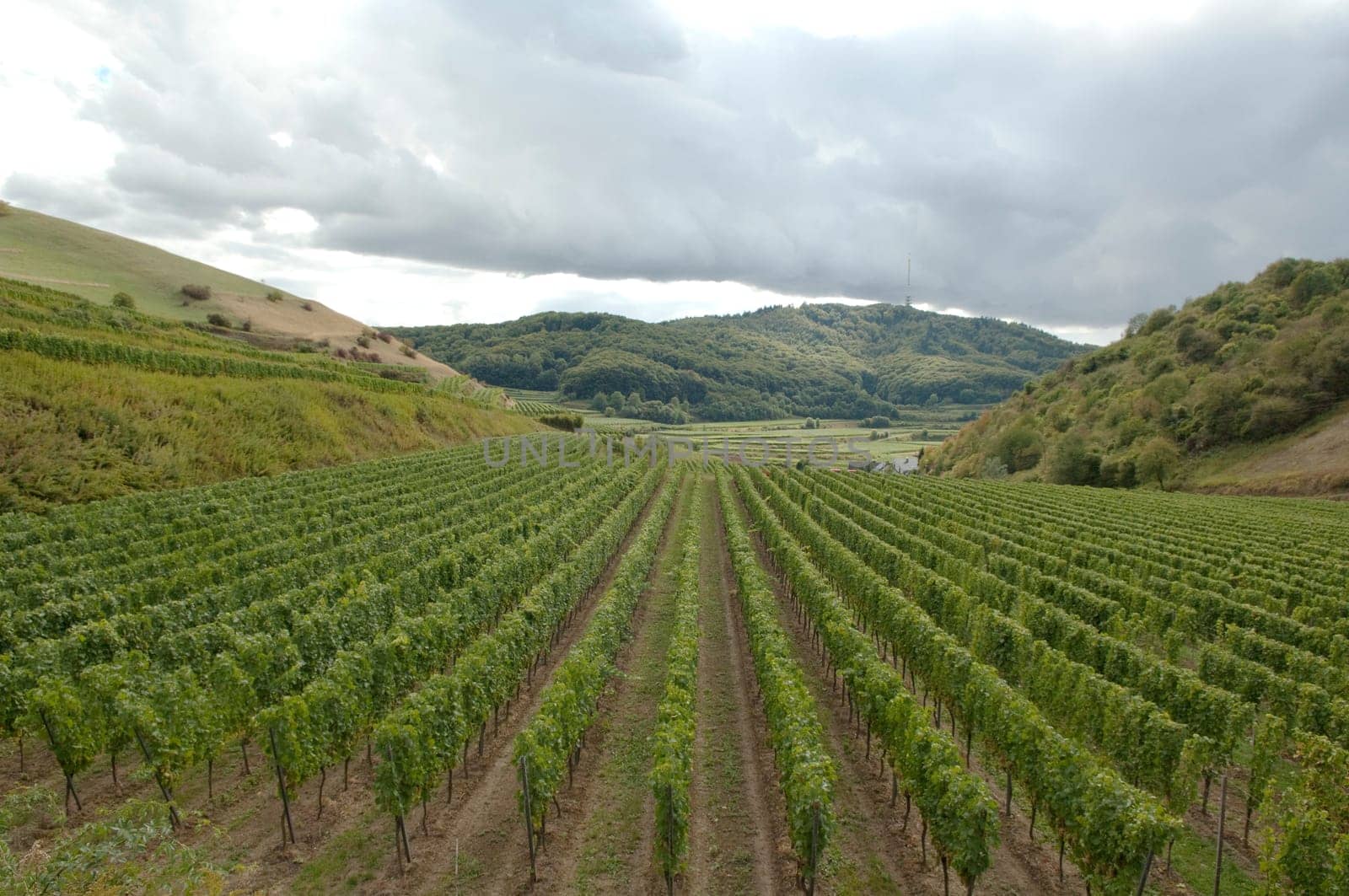 Weinberge, Haselschacher, Buck