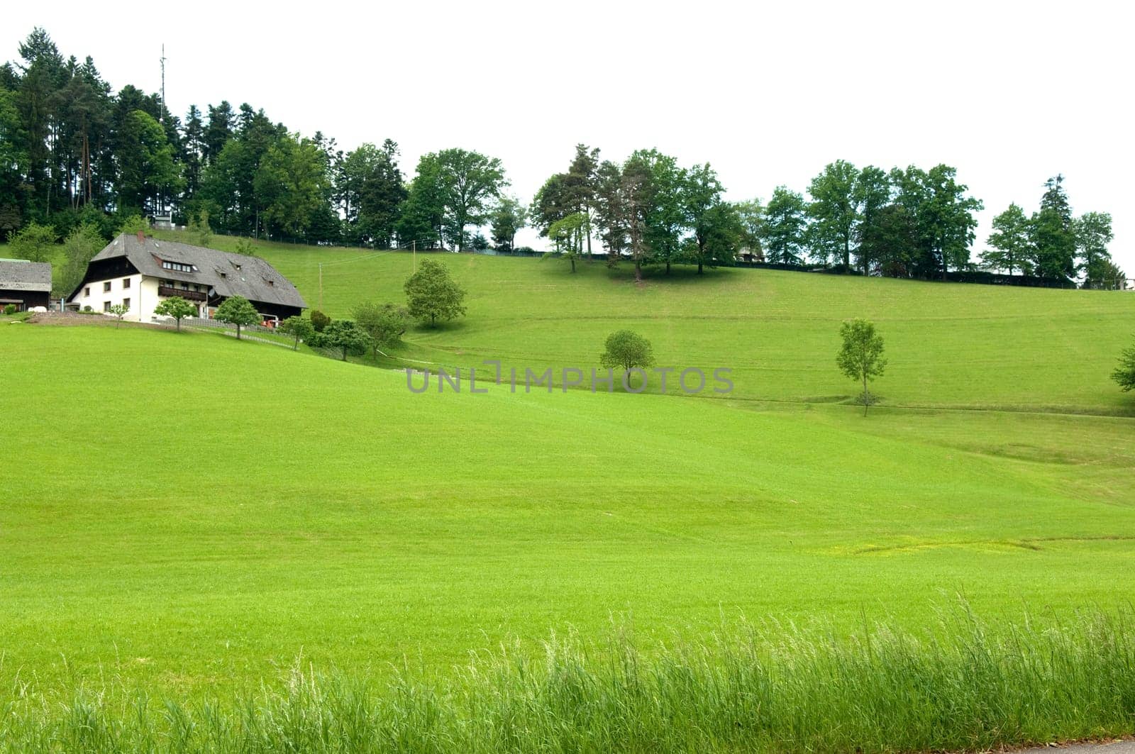 Alm,Meadows,Black Forest