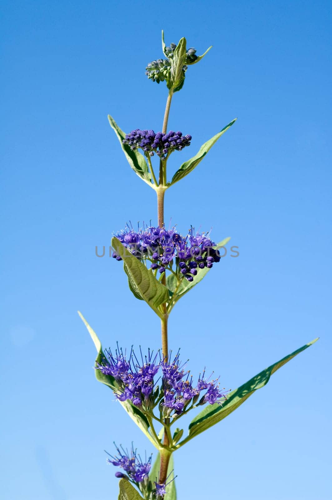 Bartblume, Caryopteris x clandonensis