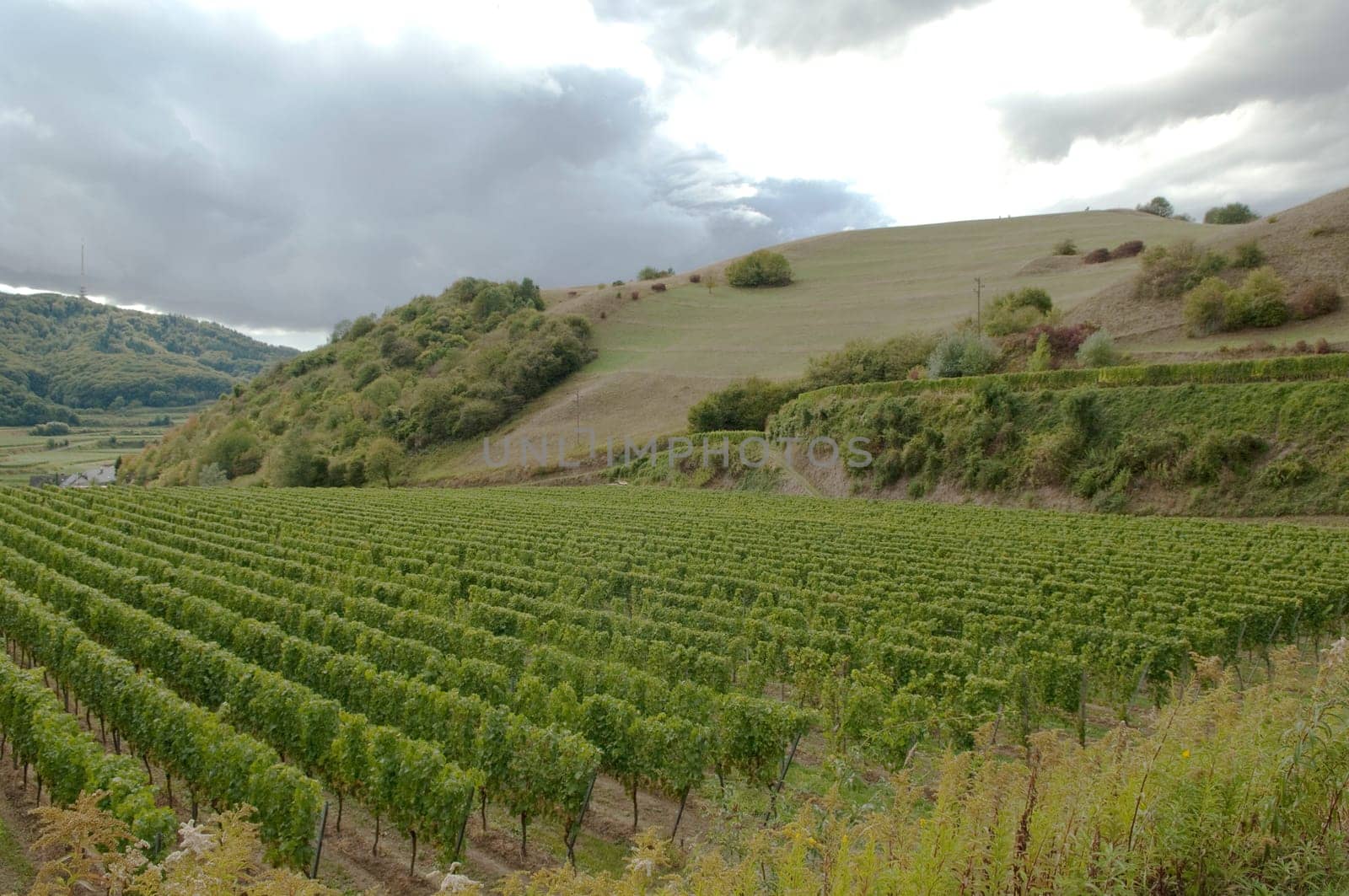 Weinberge, Haselschacher, Buck