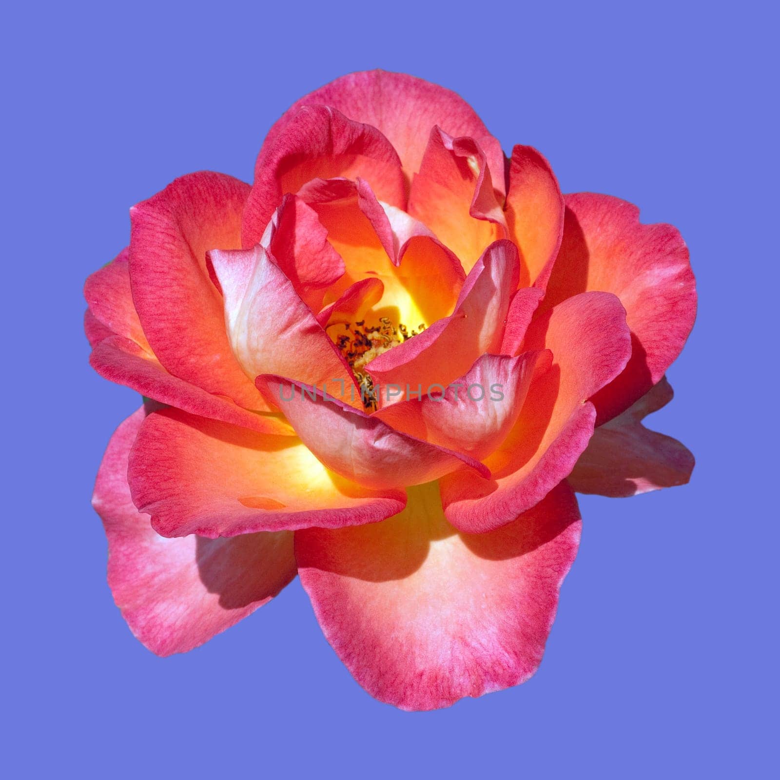 Edelrose, Fairest Cape
