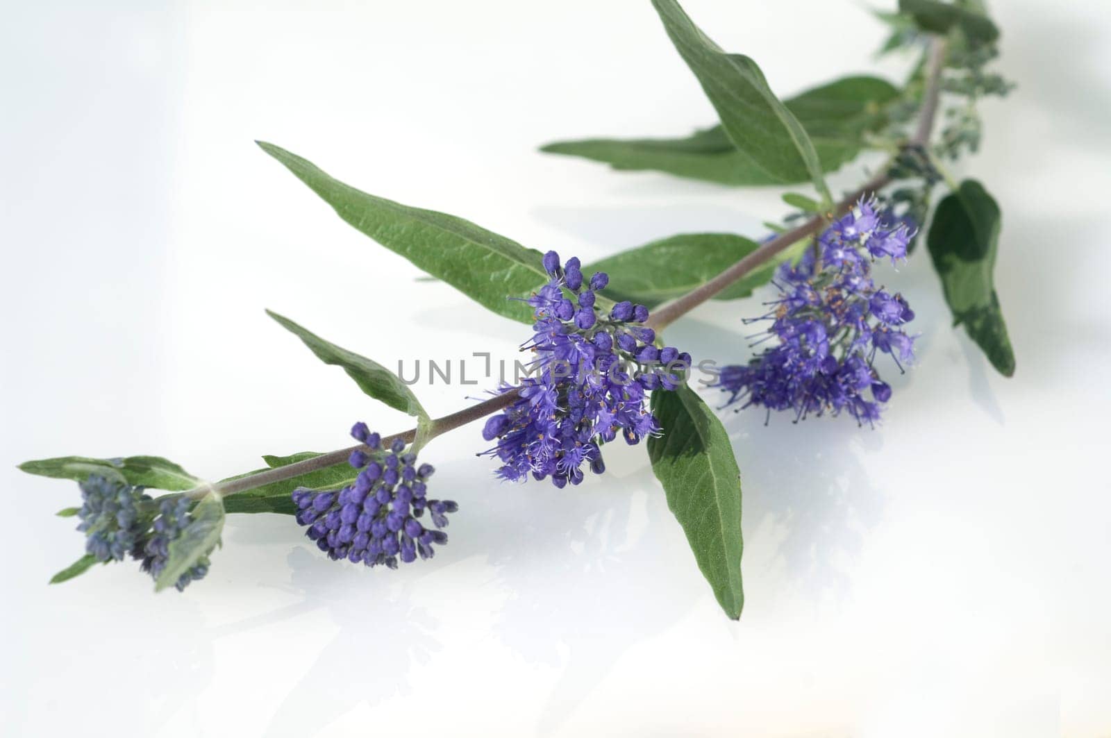 Bartblume, Caryopteris x clandonensis