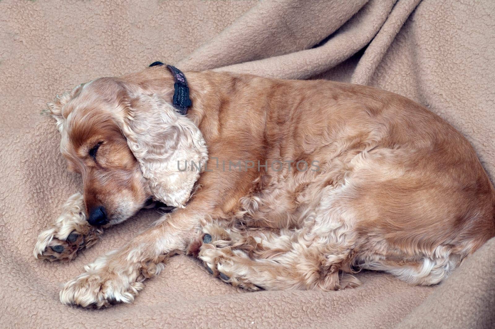 Cocker  Spaniel, muede